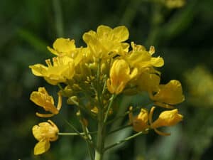 Picture of Brassica rapa