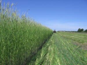 Grasses