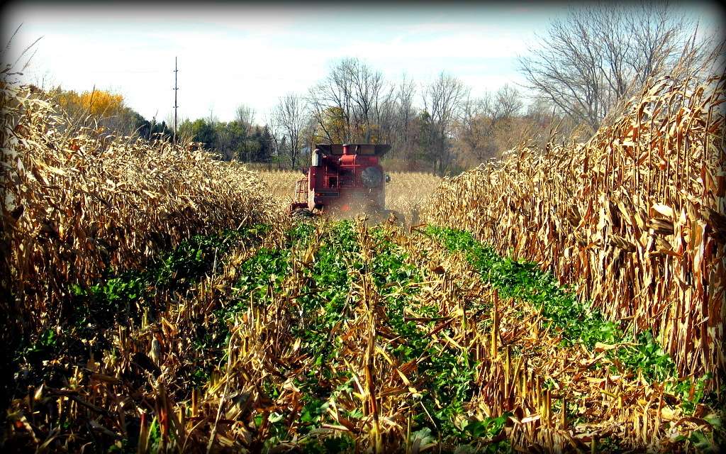 Cover crops are plants seeded into agricultural fields, either within or outside of the regular growing season, with the primary purpose of improving or maintaining ecosystem quality.