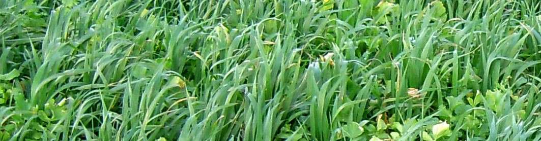 Cover Crop 