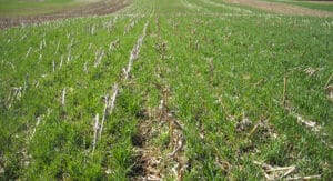Figure 1: Terminate cereal rye growth when approximately 6 inches in height (shown here). (Eileen Kladivko)