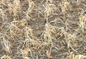 Figure 2. Residue of oats/radish mix in early March (Eileen Kladivko)