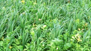 Figure 1. A growing oats/radish mix in soybean stubble (Eileen Kladivko)