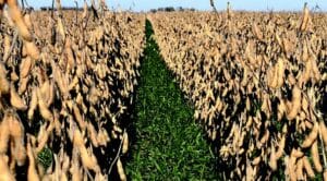 Figure 1. Field with cereal rye aerially seeded into standing soybean (Abbey Wick)