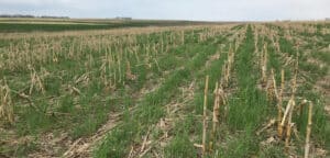 Figure 1. Terminate cereal rye growth when approximately 6–12 inches in height (shown here). (Gary Lesoing)