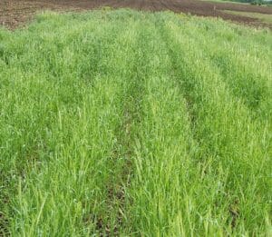 Figure 1: Cereal rye can grow quickly in warm conditions. Target termination before it reaches 12 inches in height or at least 10 days before planting soybean in the spring. (Axel Garcia y Garcia)
