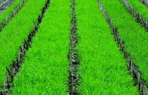 Figure 1: This cereal rye cover crop, shown here in early May, was planted the previous fall following corn silage on a research farm near Ames, Iowa. (Tom Kaspar)