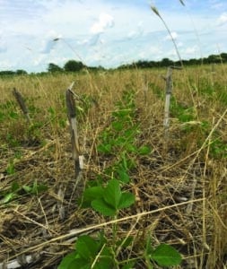 Figure 1. After it’s terminated, a cereal rye crop can be part of an effective weed-management program and can help reduce evaporation during the growing season of the soybean crop. (DeAnn Presley)