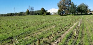 This cereal rye cover crop was planted after a corn silage harvest. (Kim Cassida)